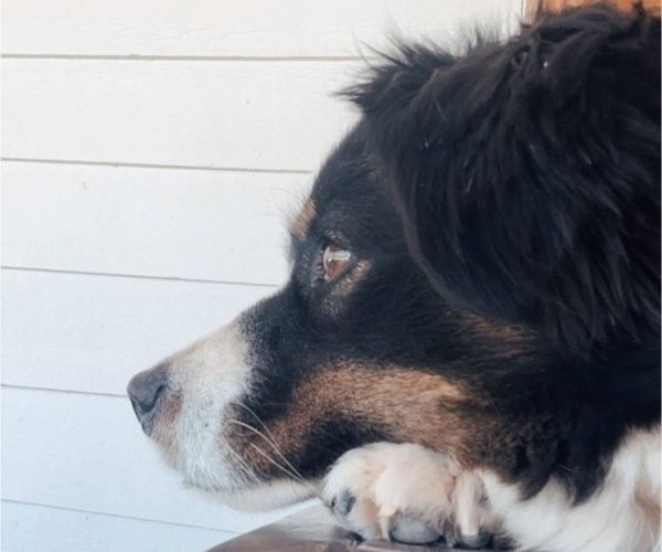 Medium Photo #24  Breeder Profile in BLACKSBURG, SC, USA