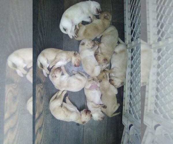 Medium Photo #1  Breeder Profile in STARR, SC, USA