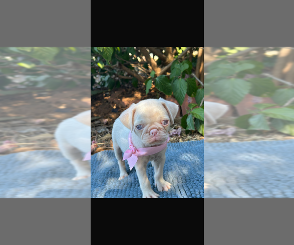 Medium Photo #5  Breeder Profile in SAN DIEGO, CA, USA