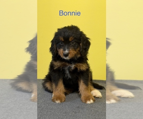 Medium Photo #2  Breeder Profile in KINGSPORT, TN, USA