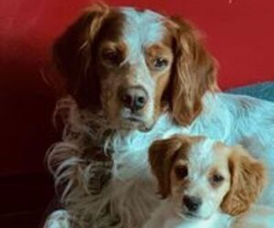 Brittany Dog Breeder near BERKSHIRE, NY, USA