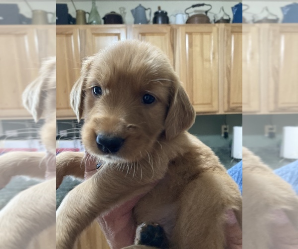 Medium Photo #5  Breeder Profile in PULASKI, NY, USA