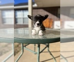 Small breeder photo
