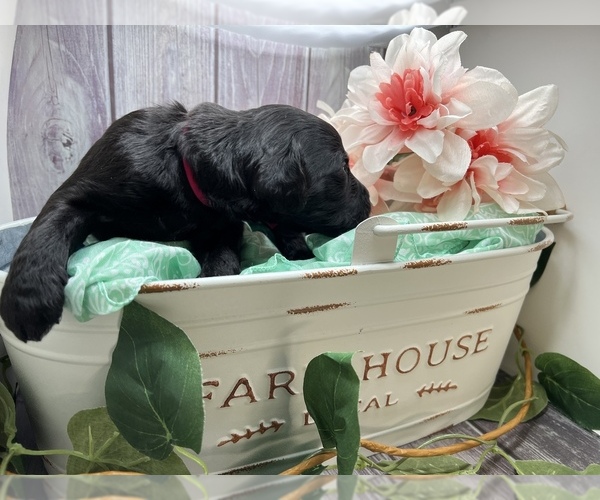 Medium Photo #31  Breeder Profile in HAMPSTEAD, NC, USA