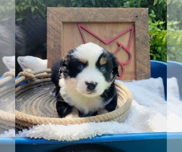 Medium Photo #3  Breeder Profile in RUSSELLVILLE, AL, USA