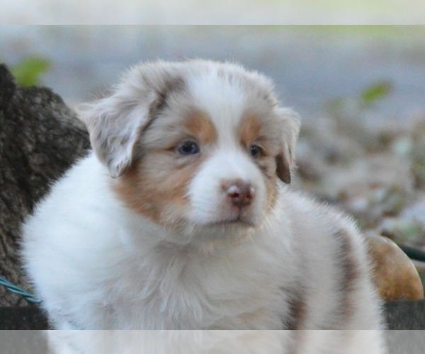 Medium Photo #9  Breeder Profile in FLORESVILLE, TX, USA