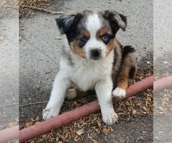 Medium Photo #2  Breeder Profile in OSHKOSH, NE, USA