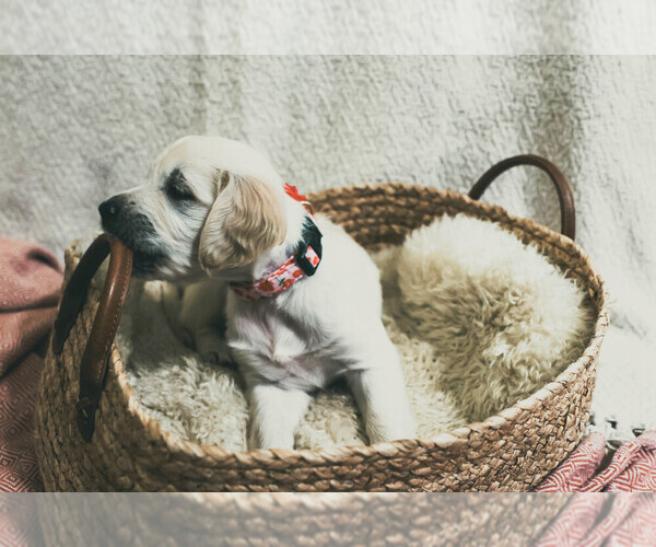 Medium Photo #25  Breeder Profile in MALDEN, MA, USA