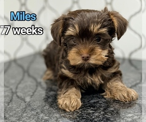 Yorkshire Terrier Dog Breeder near CLIFTON, NJ, USA