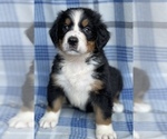 Small Photo #5  Breeder Profile in BERGHOLZ, OH, USA