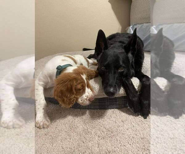 Medium Photo #38  Breeder Profile in HORTENSE, GA, USA