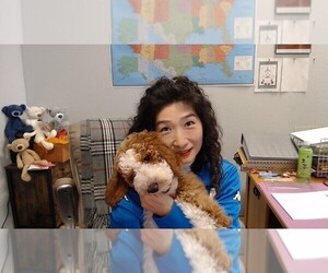 Labradoodle-Poodle (Standard) Mix Dog Breeder near LOOMIS, CA, USA