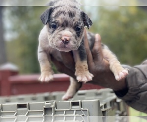 American Bully Dog Breeder in ATL,  USA