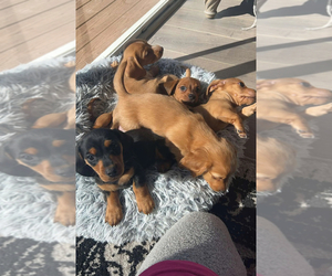 Medium Breeder Profile Photo