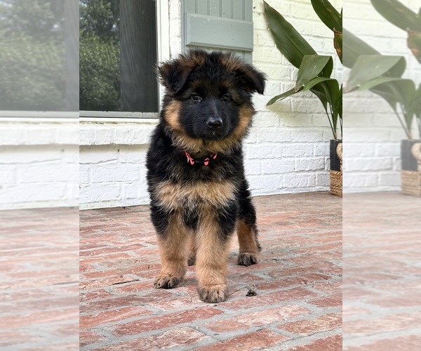 Medium Photo #23  Breeder Profile in COVINGTON, LA, USA