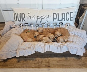 Golden Retriever Dog Breeder near WASECA, MN, USA