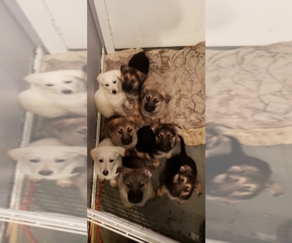 Medium Photo #1  Breeder Profile in TIVERTON, RI, USA