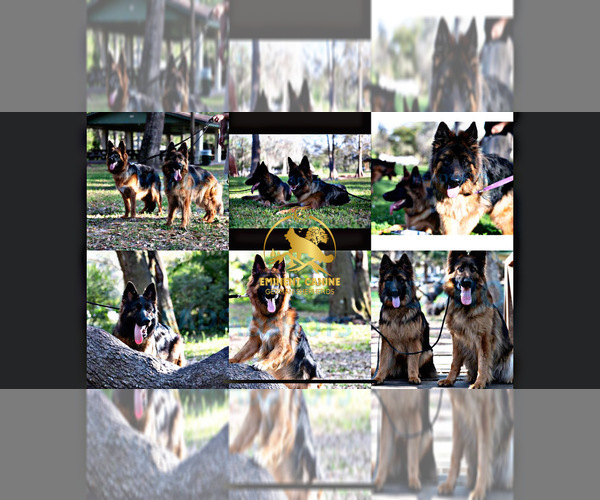 Medium Photo #1  Breeder Profile in TAMPA, FL, USA
