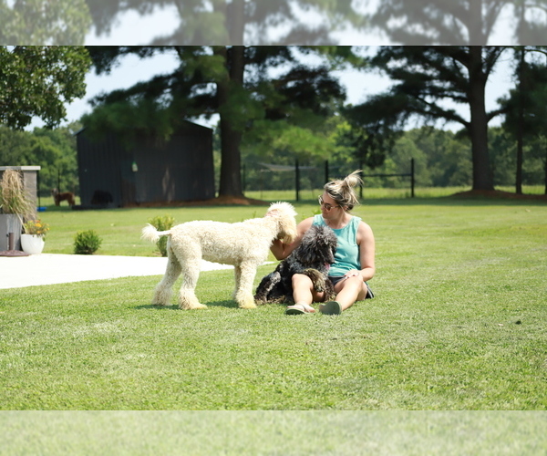 Medium Photo #1  Breeder Profile in LOCUST GROVE, OK, USA