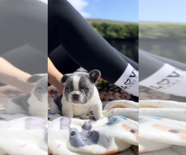 Medium Photo #3  Breeder Profile in MIAMI, FL, USA
