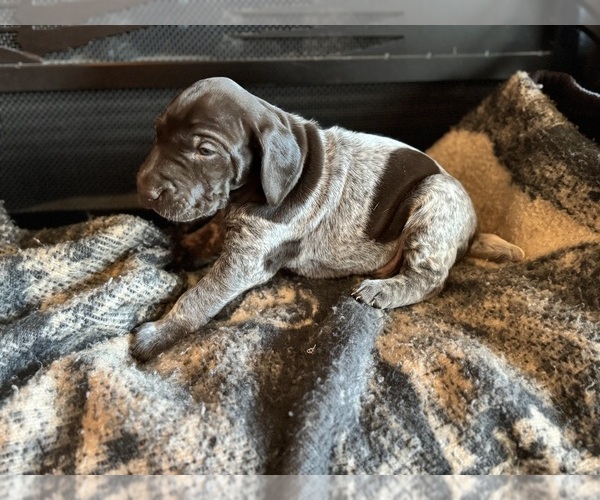 Medium Photo #24  Breeder Profile in BOONVILLE, IN, USA