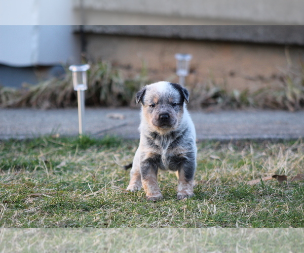 Medium Photo #1  Breeder Profile in EARLYSVILLE, VA, USA