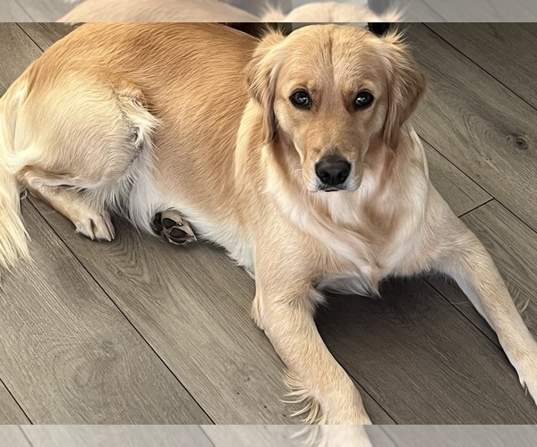 Medium Photo #7  Breeder Profile in BLUE SPRINGS, MO, USA
