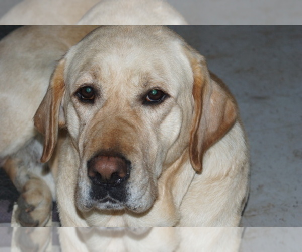 Medium Photo #1  Breeder Profile in KEMPNER, TX, USA