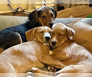 American Foxhound-Golden Retriever Mix Dog Breeder near SCHENECTADY, NY, USA