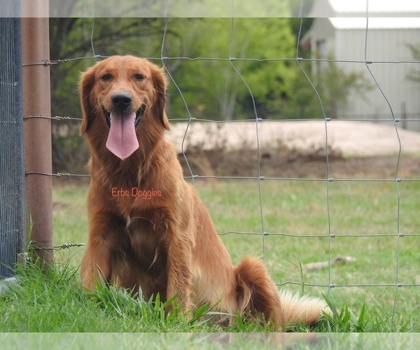 Medium Photo #1  Breeder Profile in KEMP, TX, USA