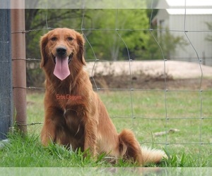 Golden Retriever Dog Breeder in KEMP,  USA