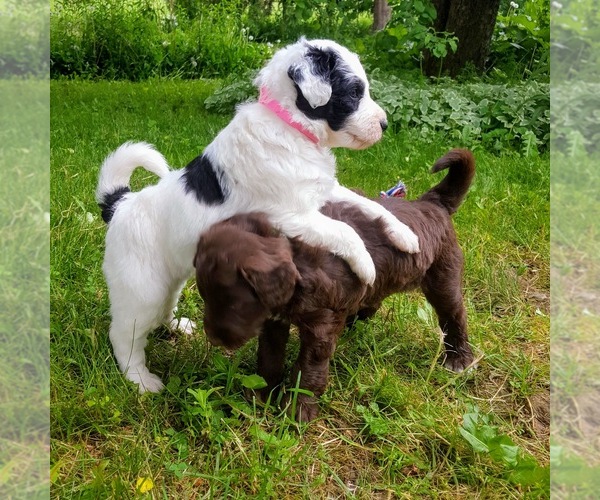 Medium Photo #1  Breeder Profile in MONTICELLO, FL, USA