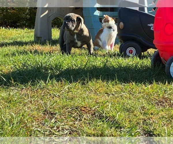 Medium Photo #2  Breeder Profile in CENTER BARNSTEAD, NH, USA