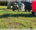 Small #1 Breeder Profile image