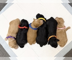 Poodle (Toy) Dog Breeder near DALLAS, TX, USA