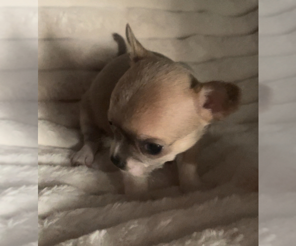 Medium Photo #15  Breeder Profile in ADAMSVILLE, TN, USA