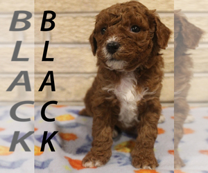 Poodle (Miniature) Dog Breeder near OAK LAWN, IL, USA
