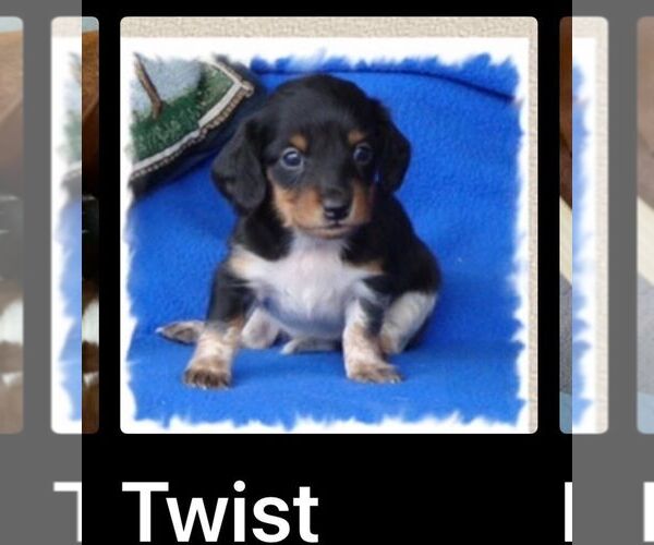 Medium Photo #4  Breeder Profile in STEAMBOAT SPRINGS, CO, USA