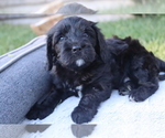 Small #2 Breeder Profile image
