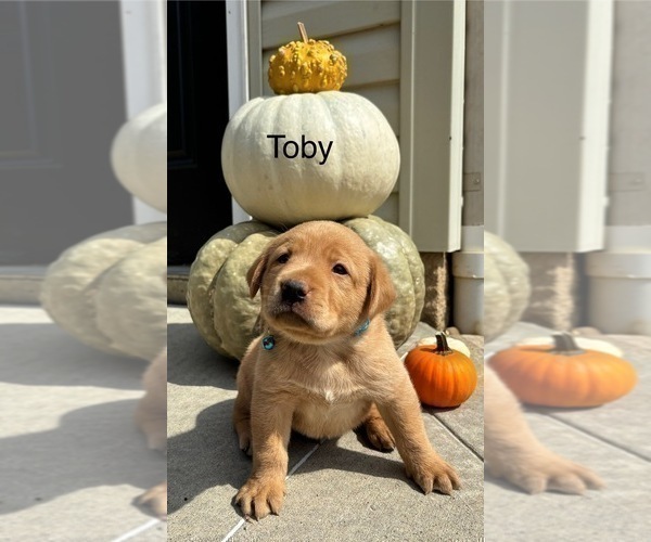 Medium Photo #11  Breeder Profile in FREDERICKSBG, OH, USA