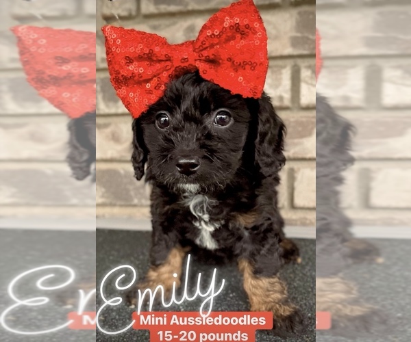 Medium Photo #12  Breeder Profile in HANFORD, CA, USA