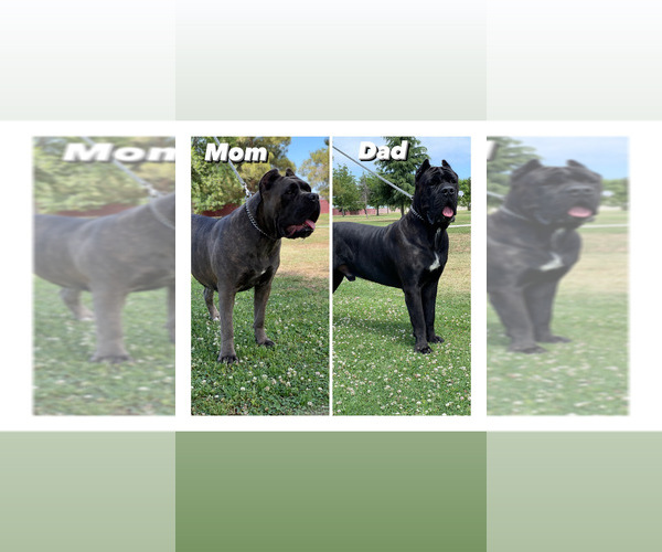 Medium Photo #1  Breeder Profile in PORTERVILLE, CA, USA