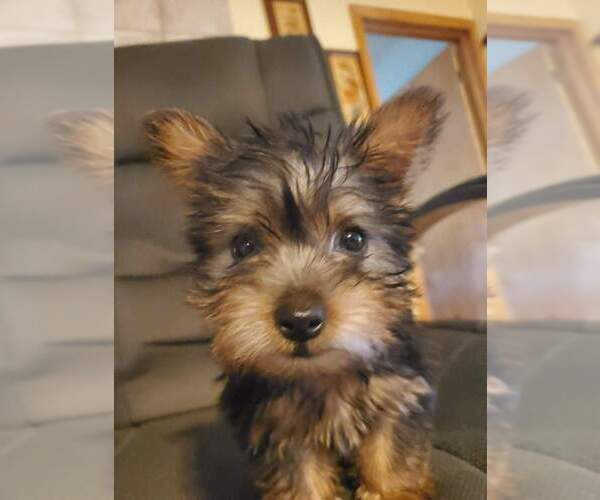 Medium Photo #1  Breeder Profile in WASHBURN, MO, USA