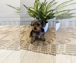 Small breeder photo