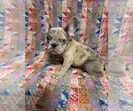 Small #1 Breeder Profile image
