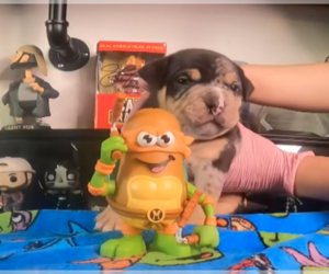 American Bulldog Dog Breeder in SANTA CRUZ,  USA