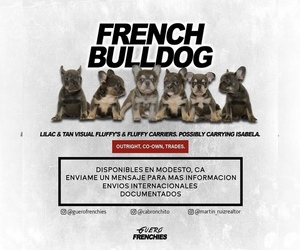 French Bulldog Dog Breeder near TURLOCK, CA, USA