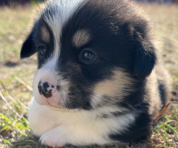 Medium Photo #7  Breeder Profile in MIDLOTHIAN, TX, USA