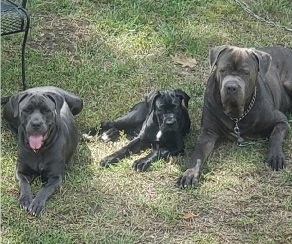 Medium Photo #1  Breeder Profile in PHILLIPSTON, MA, USA