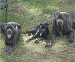 Small breeder photo
